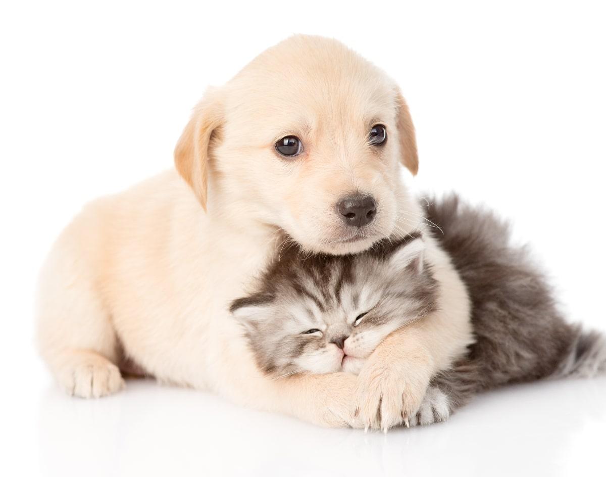 Cachorros felices de Amor de Cachorro